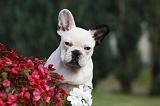 BOULEDOGUE FRANCAIS 656